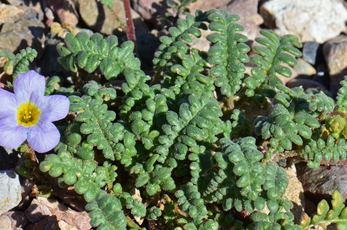 Fremont's Phacelia has green leaves of variable shape ranging from oblong to oblanceolate, deeply lobed to compound with mostly rounded segments. Leaves puberulous. Phacelia fremontii 